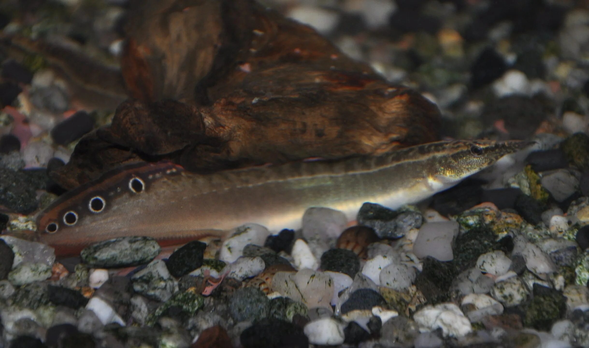 Угорь макрогнатус глазчатый. Макрогнатус рыбка аквариумная. Макрогнатус. Макрогнатус мастацембелус. Макрогнатус.