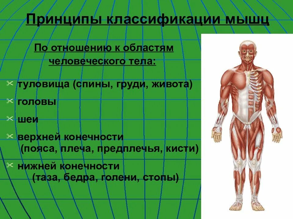 Строение человека подразделяется на. Классификация мышц туловища. классификация мышц по топографии. классификация мышц по топографии человека. классификация скелетных мышц таблица.