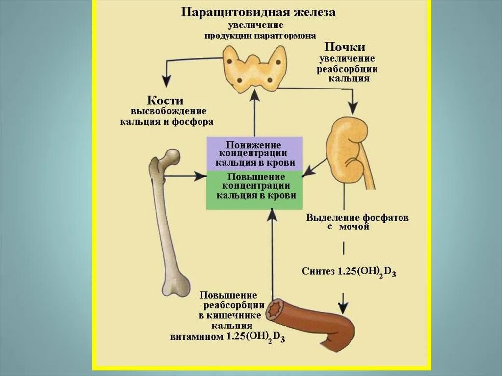 Изменения кальция в крови