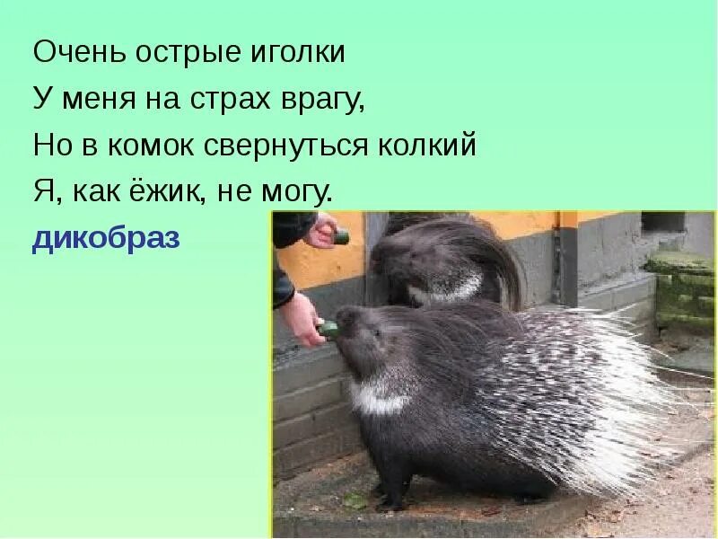 Ежик вырос в десять раз. Загадка про дикобраза. дикобраз презентация. загадки про животных дикобраз. дикобраз доклад.