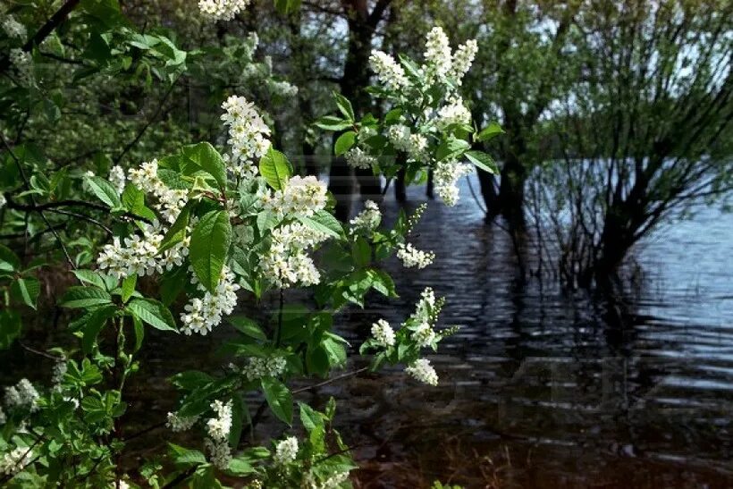 Черемуха и ручей как живые. Цветущая черемуха у реки. Черемуха и ручей как живые. Черемуха и ручей как живые. Цветущая черемуха у реки.