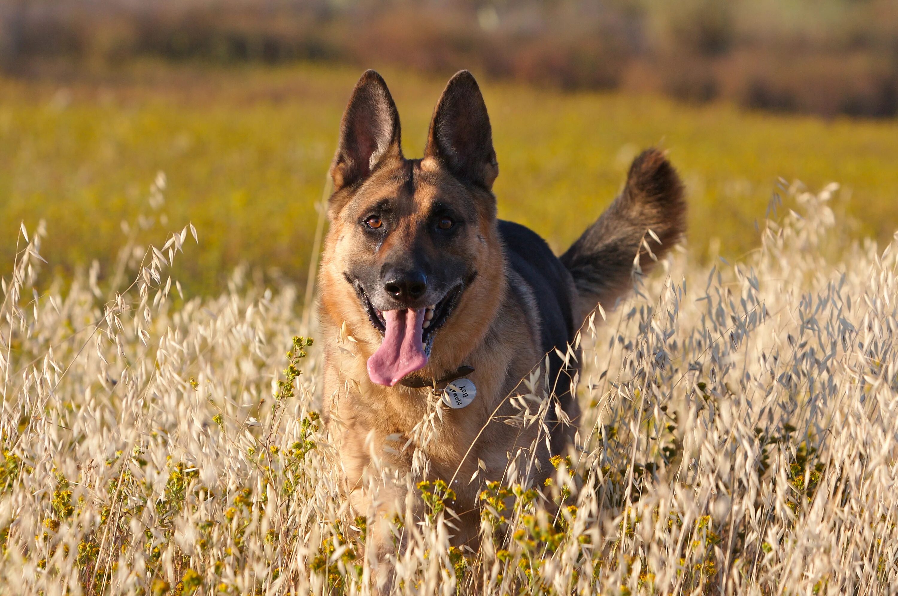 Собака на немецком. Баварская овчарка Shepherd. Новозеландская овчарка Хантвей. German Shepherd немецкая овчарка. Овчарка Австрийская овчарка.