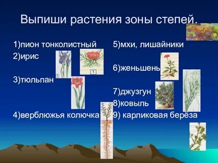 Растения степи 4 класс окружающий мир