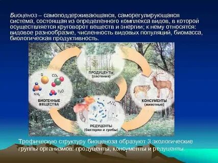 Круговорот веществ биоценоза