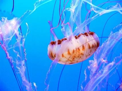 Водные беспозвоночные