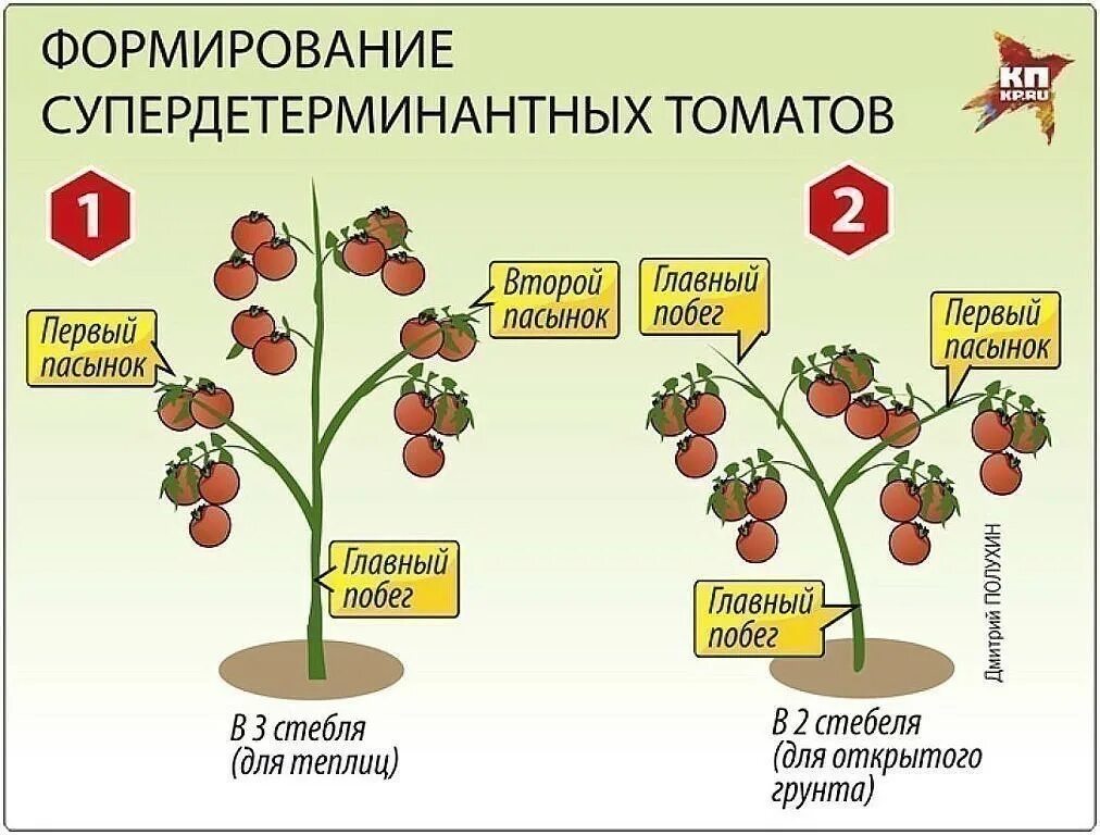 Детерминантный как формировать