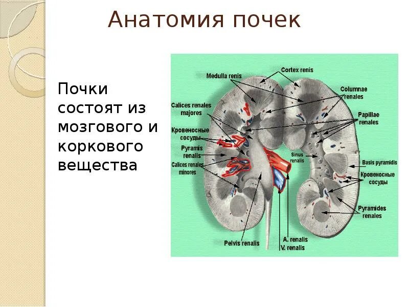 Корковое вещество почки функции. Мозговое вещество почки состоит из. Корковое и мозговое вещество почки. Мозговое вещество почки анатомия. Анатомия почки на кт.