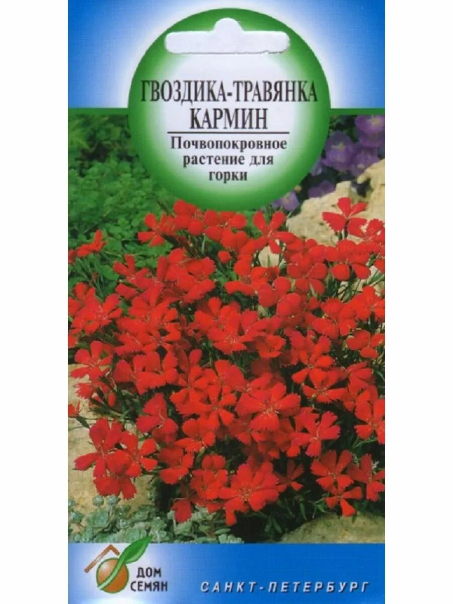 Гвоздика травянка многолетняя семена. Гвоздика травянка кармин. Гвоздика травника семена. Гвоздика травянка семена. Гвоздика травянка сорта.