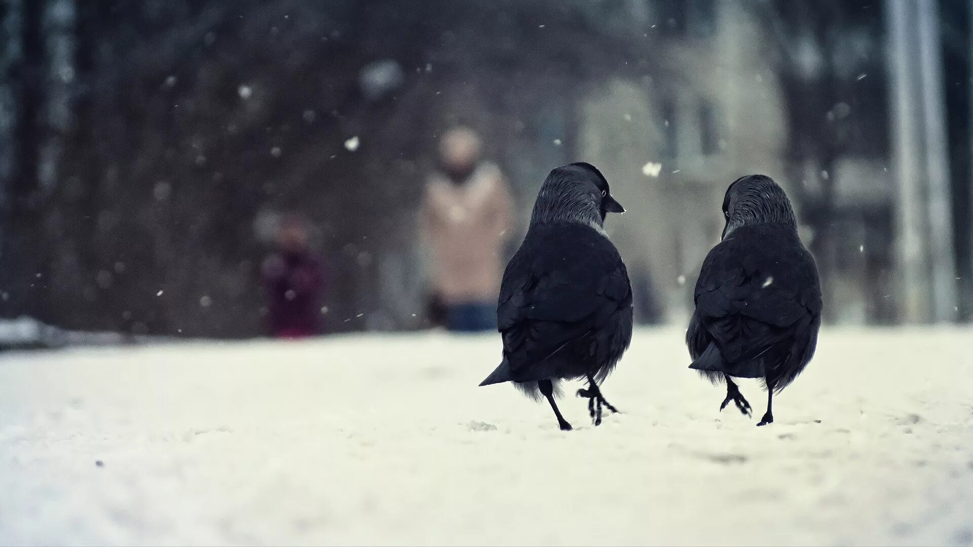 Птицы на снегу. Зимние птицы в городе. Вороны. Ворона на снегу. Воронов шел по улице