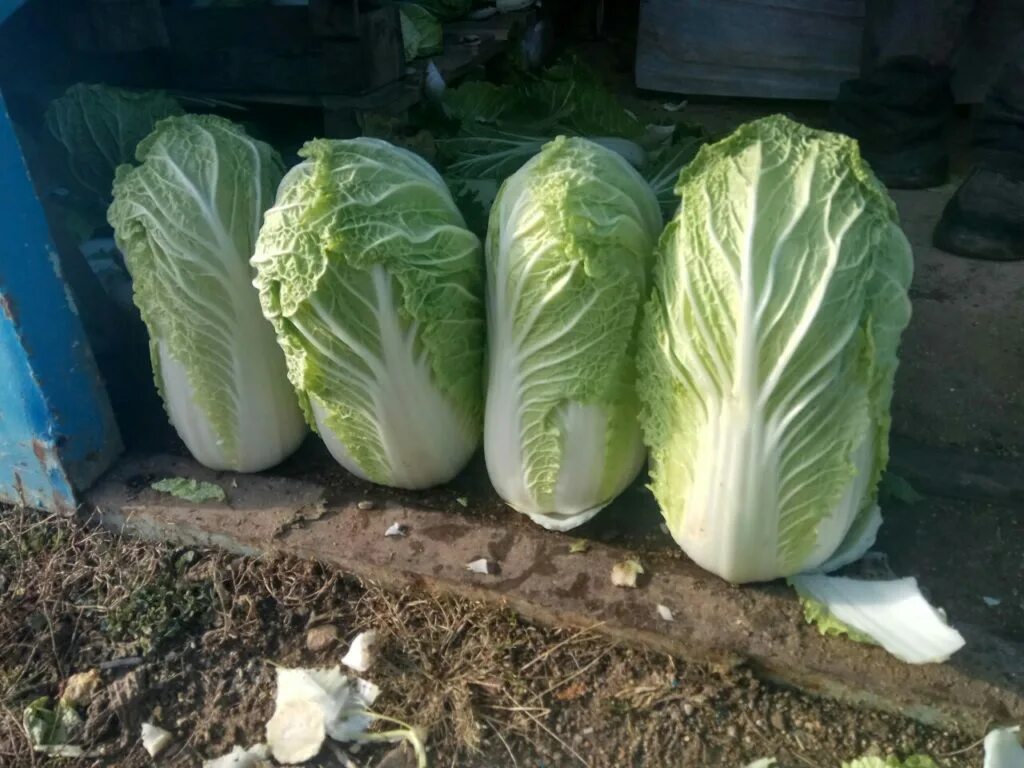 Капусты сортов ф1