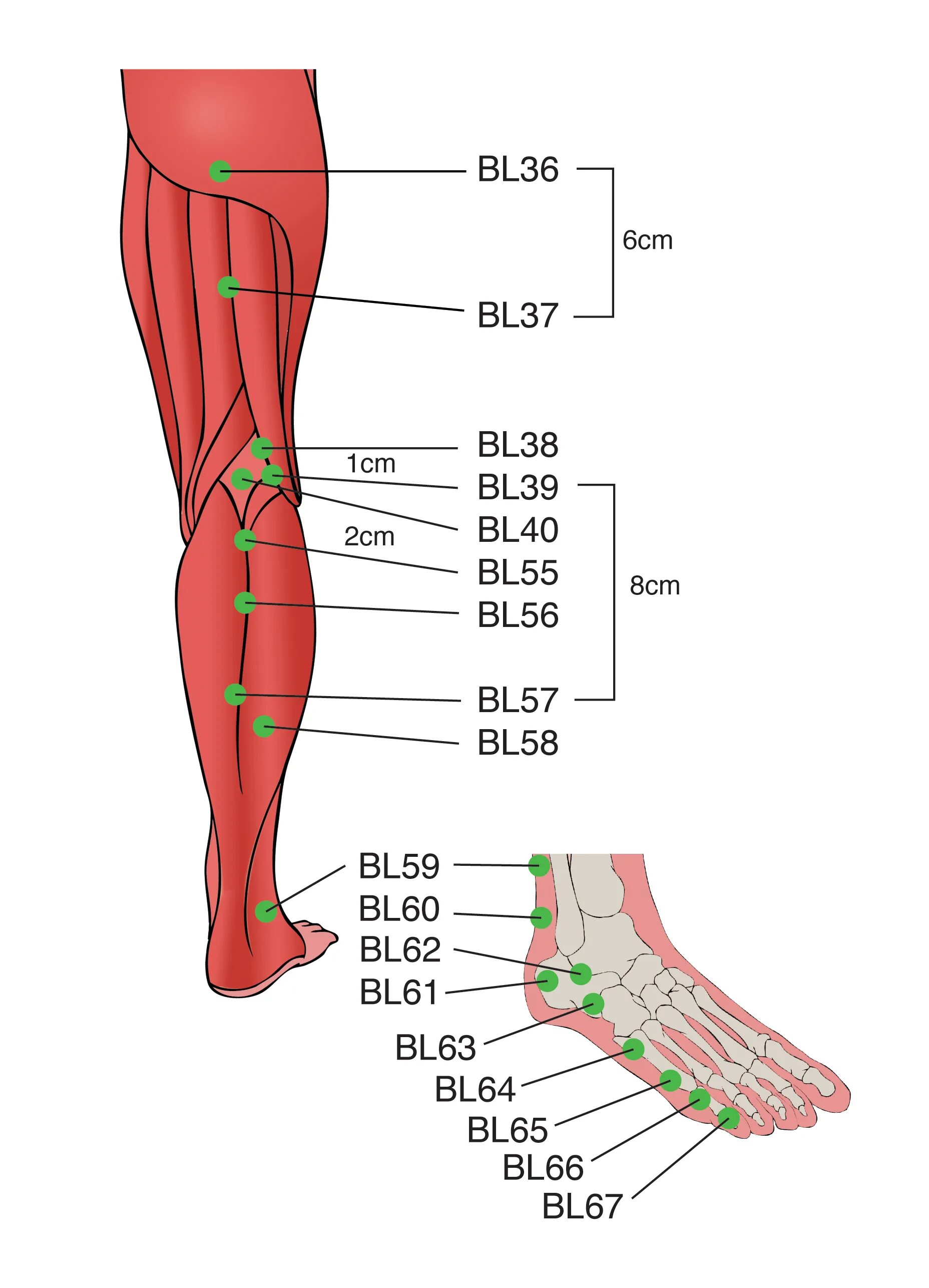 Leg point