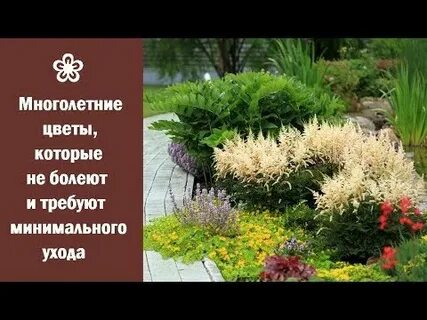 Цветы которые не требуют ухода