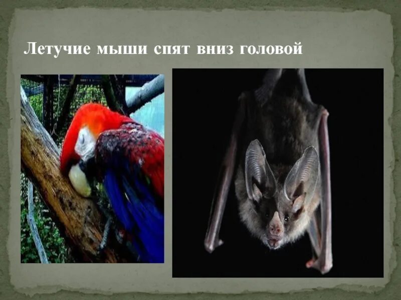 Летучая мышь спит. Какое животное спит вниз головой. Гигантская летучая лисица. Почему летучие мыши спят вниз головой. Летучая мышь спит.