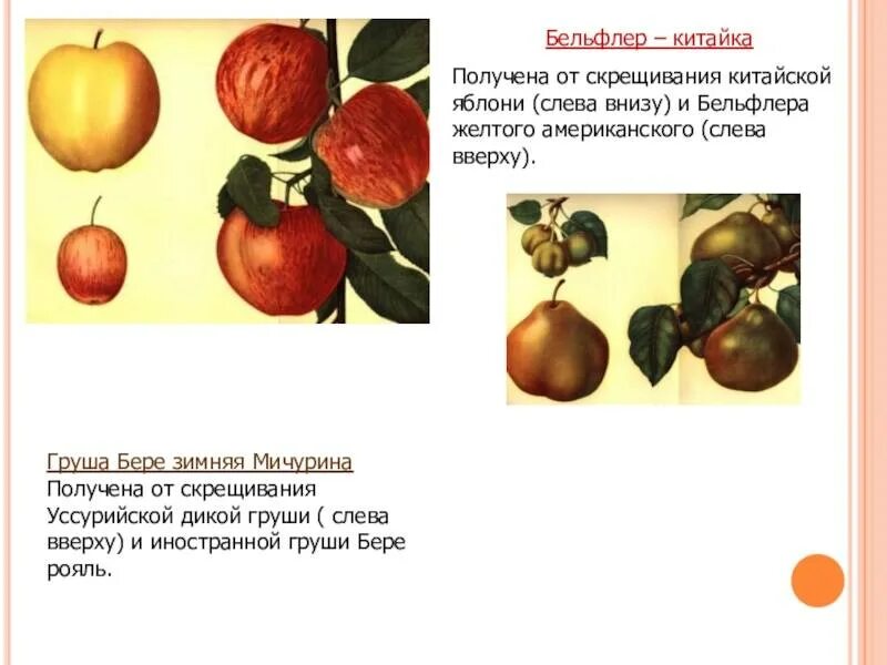 Яблоня бельфлер описание сорта. Груша бельфлер китайка. получение сорта бере зимняя мичурина. яблоки бельфлер описание. яблоня бельфлер китайка описание сорта.
