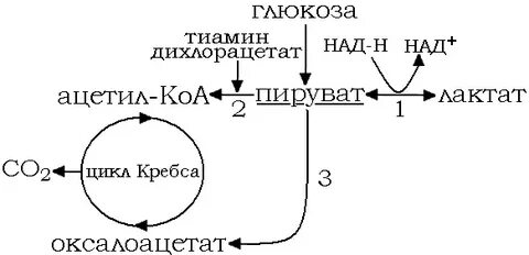 Анаэробный метаболизм