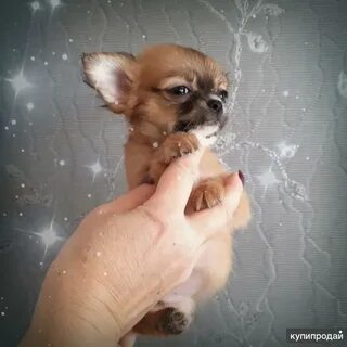 Чихуахуа краснодар