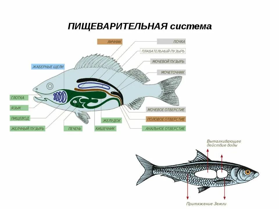 Пищеварительная система класса рыб. Пищеварительная система речного окуня. Пищеварительная система рыб схема. Строение рыбы 7 класс биология пищеварительная система. Схема пищеварительной системы рыб 7 класс.