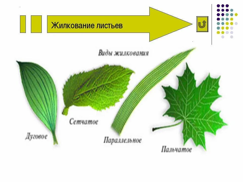 Пальчато сетчатые листья. Жилкование листьев 6 класс биология. Типы жилкования листа 6 класс. Строение листьев жилкование. Жилкование листа 6 класс биология.