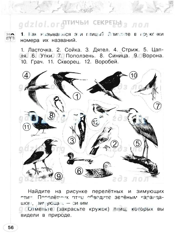 Окружающий мир страница 56 ответы. Птицы окружающий мир 2 класс рабочая тетрадь. Птичьи секреты рабочая тетрадь. Птичьи секреты окружающий мир рабочая тетрадь. Птицы окружающий мир 2 класс Плешаков.