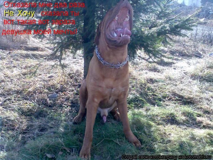 Вот такая я зараза. Вот такая вот зараза девушка моей. Вот такая вот зараза девушка моей. Зараза картинка смешная. Вот такая ты зараза девушка моей мечты.