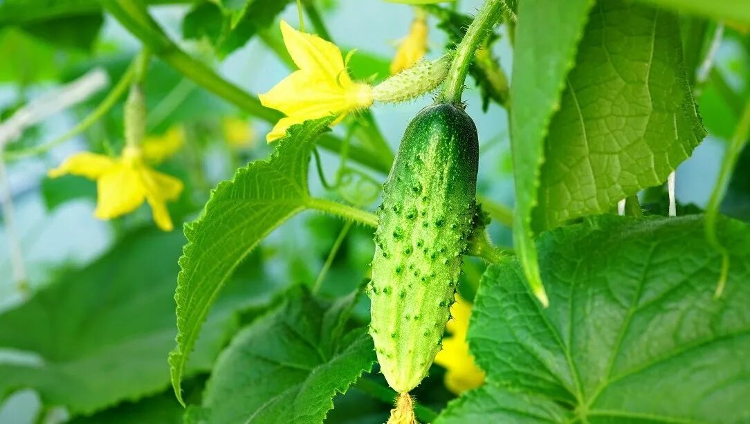 Огурец Кураж Мурашка. Cucumber растение.