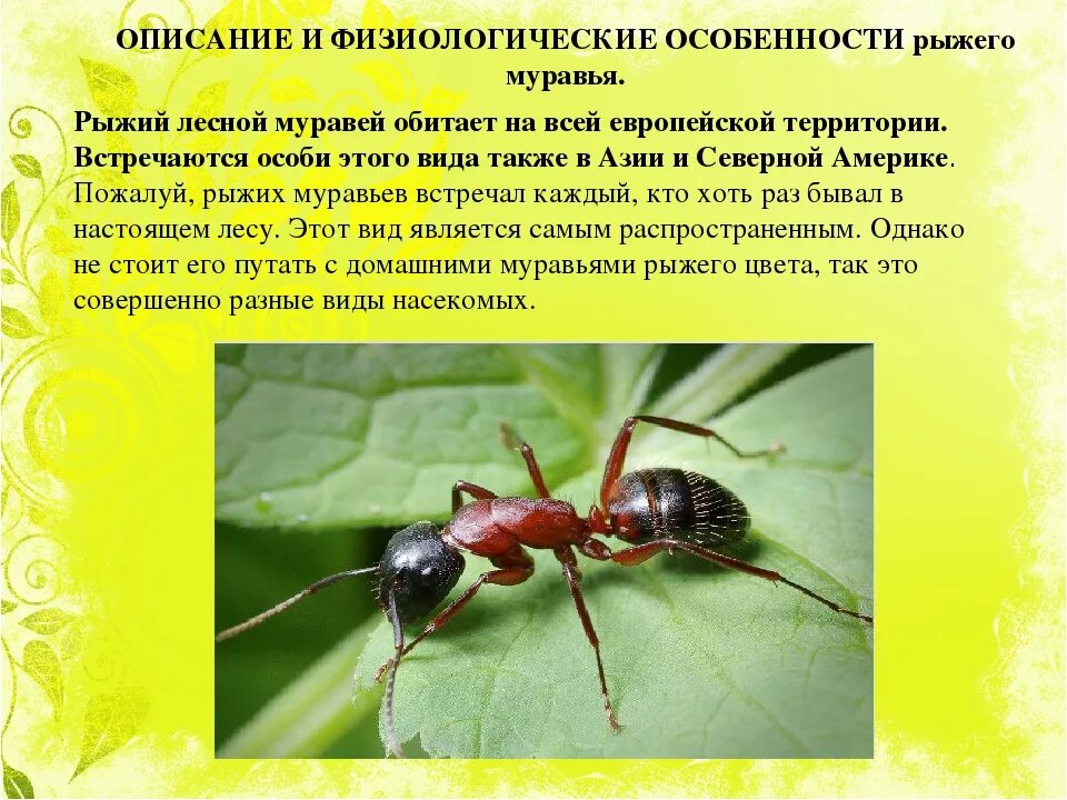 Рыжий Лесной муравей описание. Муравей фото и описание. Доклад о муравьях. Насекомые с описанием.