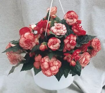 Бегония rose