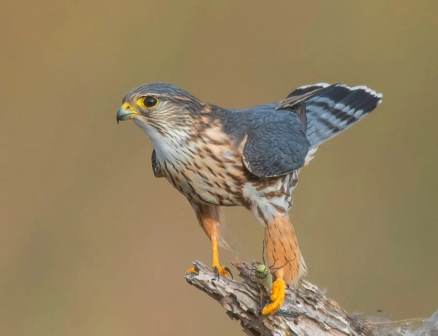 Ястребиная пустельга. Кобчик пустельга. Сокол тетеревятник птенец. Маленькая хищная птица. Дербник соколиные.