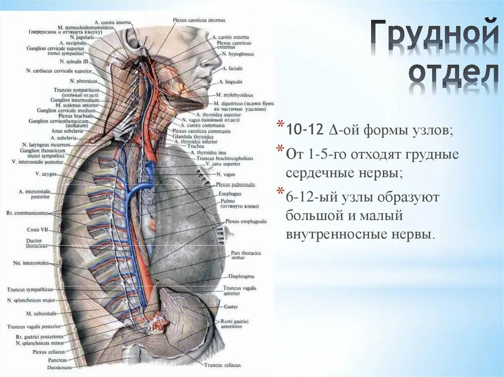 Шейно грудной узел симпатического ствола. Узлы шейного отдела симпатического ствола. Грудной отдел блуждающего нерва. Топография блуждающего нерва в грудном отделе. Ствол латынь