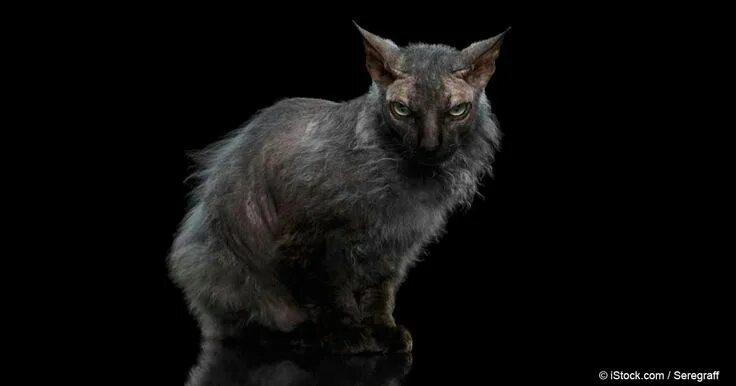Lykoi (Werewolf) Cat Breed Werewolf cat, Lykoi cat, Cat breeds