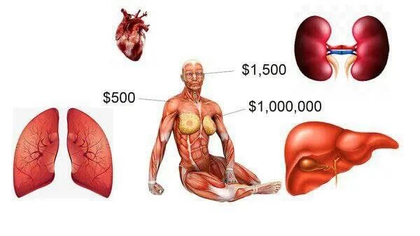 Самой дорогой орган человек. Пересадка органов человека. Какие органы пересаживают человеку. Какие органы может трасплантировать. Органы которые чаще всего пересаживают.