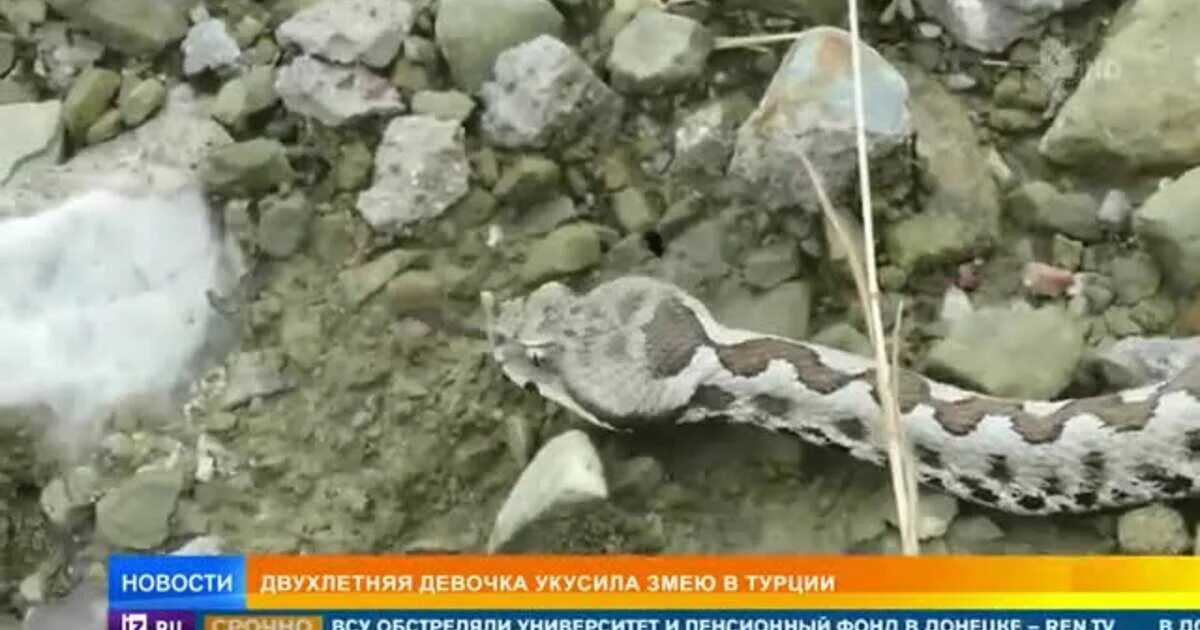 Укусила змея видео. Змеи Турции. В Турции двухлетняя девочка загрызла змею.