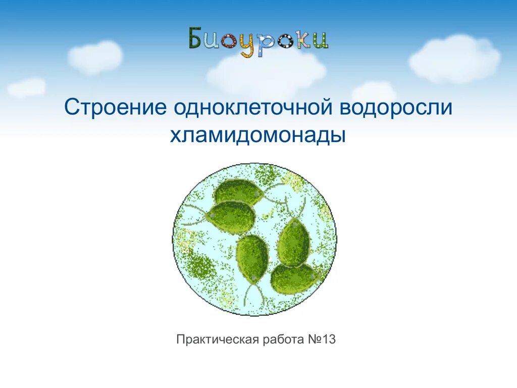 Какая водоросль является одноклеточной. Одноклеточные водоросли. Строение одноклеточной водоросли хламидомонады. Одноклеточные зеленые водоросли. Строение одноклеточных водорослей.