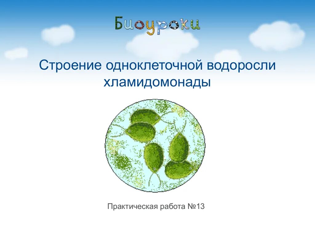 Одноклеточные водоросли. Строение одноклеточной водоросли хламидомонады. Одноклеточные зеленые водоросли. Строение одноклеточных водорослей. Лабораторная работа строение водорослей