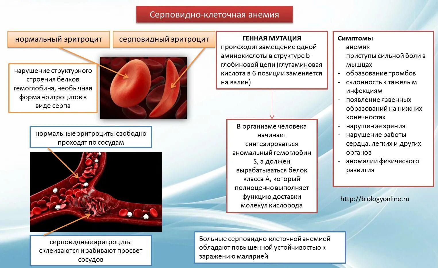 Анемия кислород. Гемоглобин серповидноклеточная анемия. При серповидно-клеточной анемии гемоглобин:. Гемоглобин s при серповидноклеточной анемии. Серповидноклеточная анемия эритроциты.