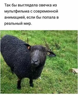 Как говорит барашек