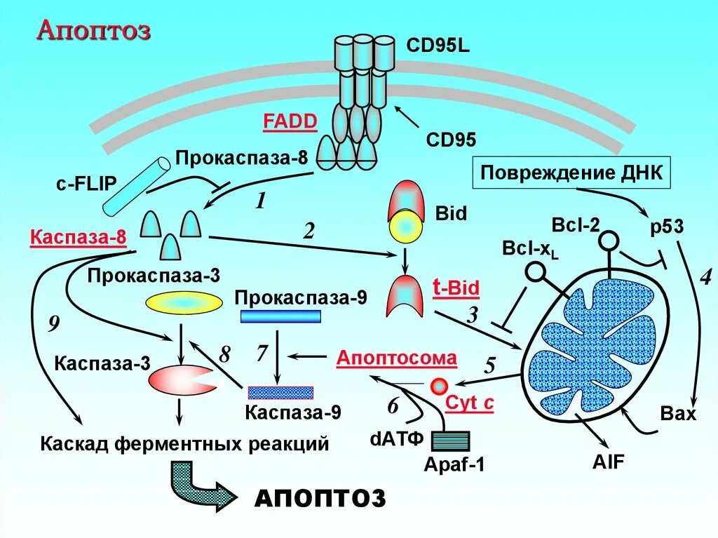 Механизм апоптоза схема. Апоптоз схема ферментативного. Механизм апоптоза каспазы. Схема апоптоза клетки. Содержит ферменты осуществляющие апоптоз