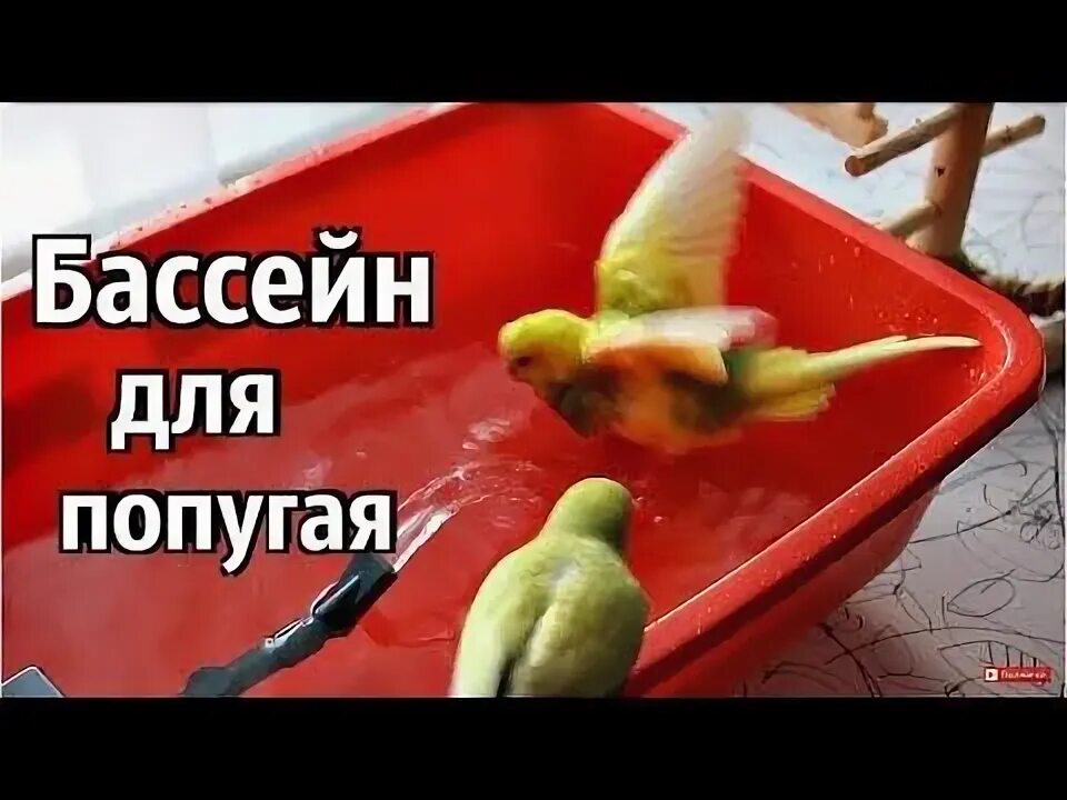 Попугай купается. Как приучить волнистого попугая купаться. Купалка для попугая волнистого. Купалка для попугая волнистого. Попугая нужно купать.