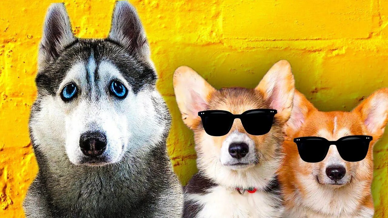 сибирский хаски бандит и бублик. хаски бандит и бублик. корги кекс. корги коржик и хаски бублик и бандит. хаски бандит и бублик и коржик.