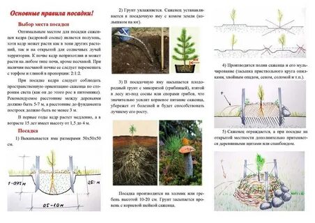 На каком расстоянии сажать сосны на участке
