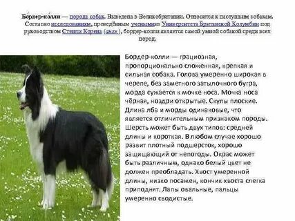 Проблемы породы