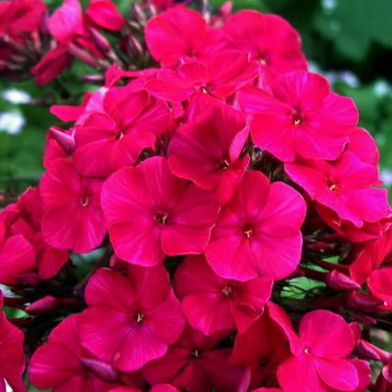 флокс ринструм. флокс вишневое вино. флокс вишневый. флокс метельчатый граф вишня. флокс вишневый бархат.