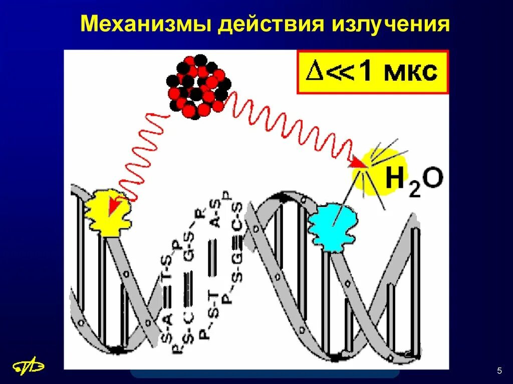 Механизм излучения. Механизм действия радиации. Механизм действия ионизирующего излучения. Механизм воздействия радиации. Радиация механизм