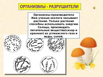 Какие организмы названы разрушителями