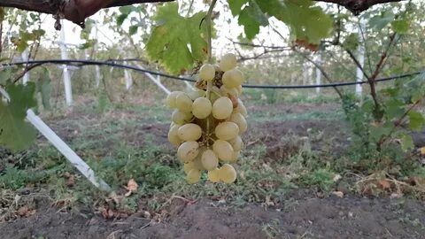 Виноград после сбора урожая
