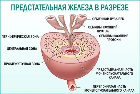 Предстательная железа устройство