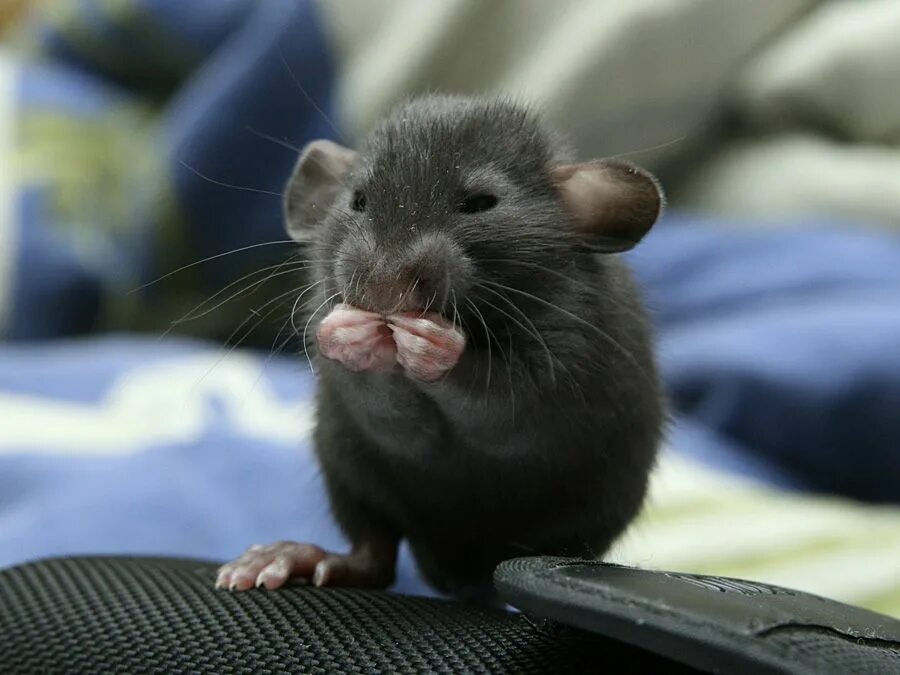 Крысы звери. Крыса Дамбо. Крысята Дамбо. Крыса Дамбо черная. Милые крысята Дамбо.