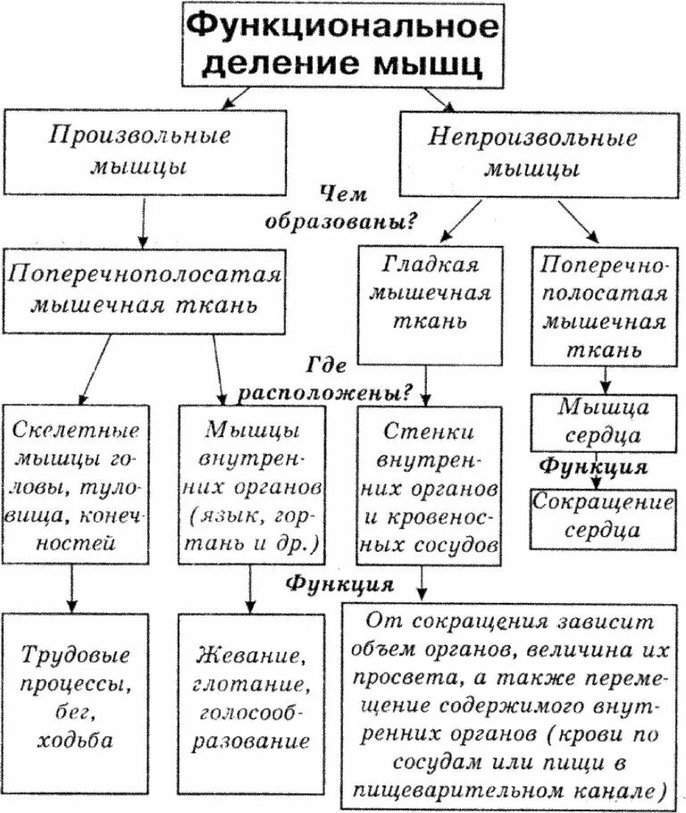 Таблица мышцы человека и их функции. Функциональное деление мышц таблица. мышцы человека таблица 8 класс биология. таблица по биологии 8 класс мышцы человека. функции скелетных мышц таблица.