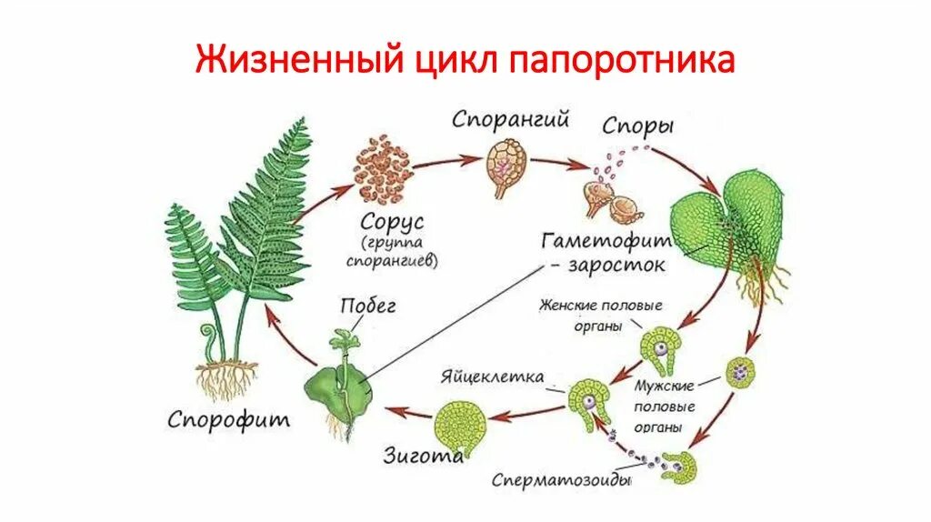 Цикл размножения папоротников. Цикл папоротника спорофит. Цикл споровых растений схема. Цикл развития высших споровых растений схема. Функция гаметофита папоротников