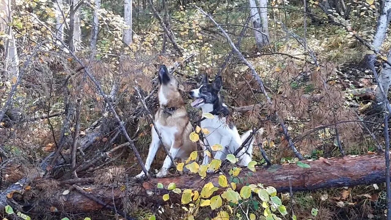 Жизнь в тайге охота видео. Промысел соболя в Сибири и жизнь в тайге.